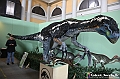 VBS_1013 - Dinosauri. Terra dei giganti